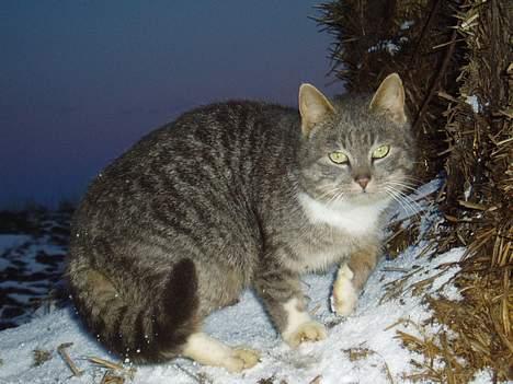 Blanding af racer Mitsi <3 billede 15