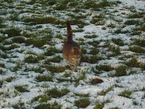 Blanding af racer Mitsi <3 billede 16