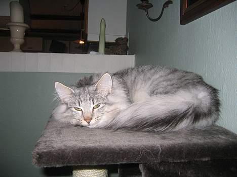 Norsk Skovkat Lindskjalv's Beila - ja her ligger hun så. billede 3