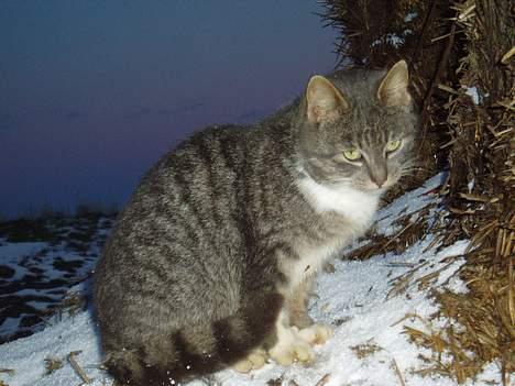 Blanding af racer Mitsi <3 billede 17