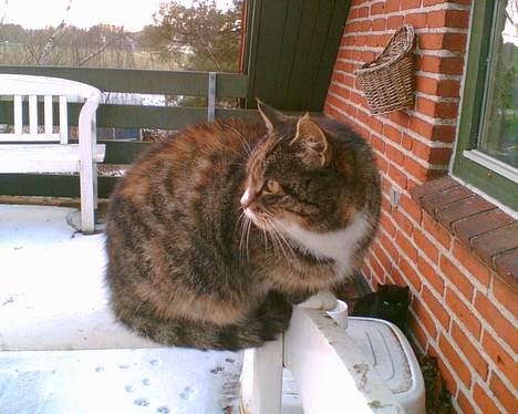 Blanding af racer Ganja billede 16