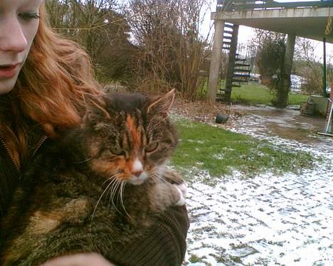 Blanding af racer Ganja billede 17