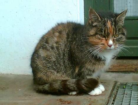 Blanding af racer Ganja billede 18