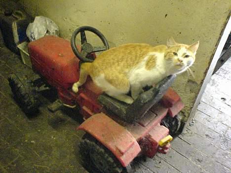 Huskat Katmissen †død† - Katten ude at køre traktor billede 7