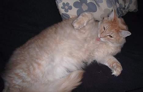 Norsk Skovkat Westerberg´s Wilbur billede 11