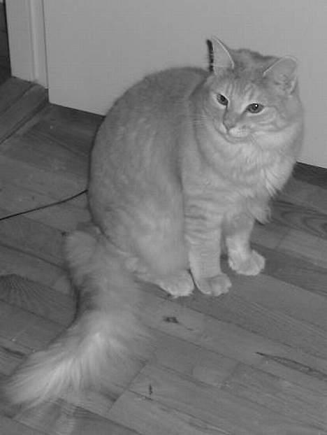 Norsk Skovkat Westerberg´s Wilbur billede 12