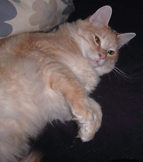 Norsk Skovkat Westerberg´s Wilbur billede 13