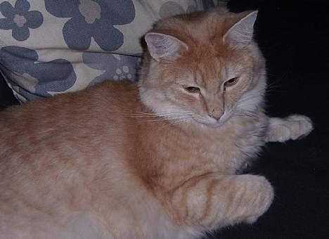 Norsk Skovkat Westerberg´s Wilbur billede 14