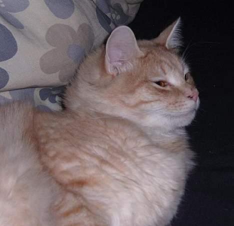 Norsk Skovkat Westerberg´s Wilbur billede 15