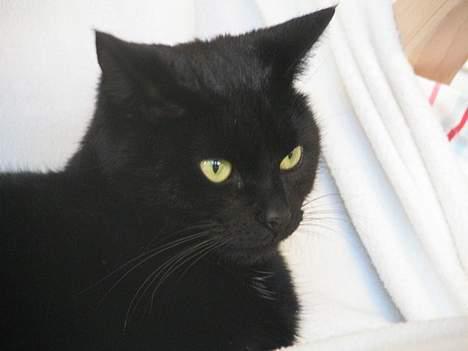 Huskat Samba  billede 1