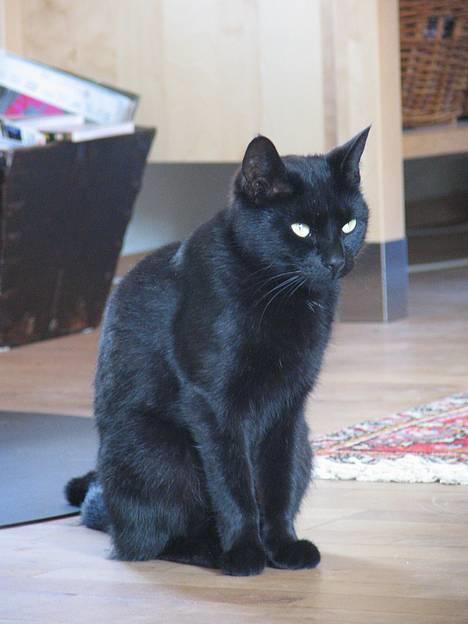 Huskat Samba  billede 2