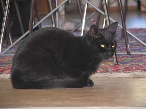 Huskat Samba  billede 3