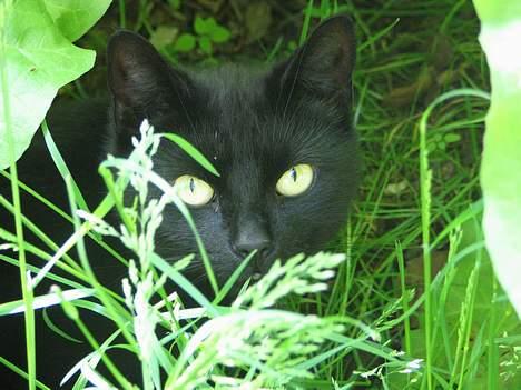 Huskat Samba  billede 4