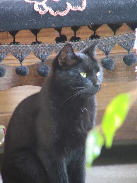 Huskat Samba  billede 5