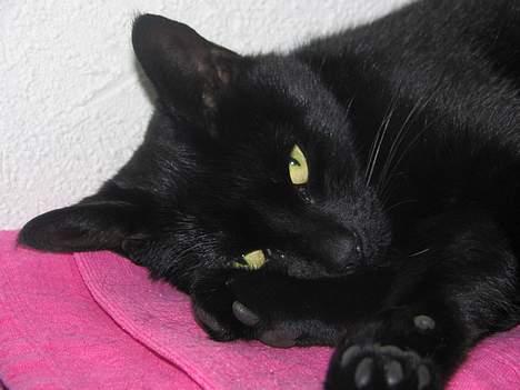 Huskat Samba  - Lad mig nu bare sove... billede 6