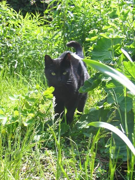 Huskat Samba  billede 7