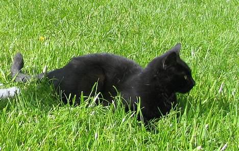 Huskat Samba  billede 8