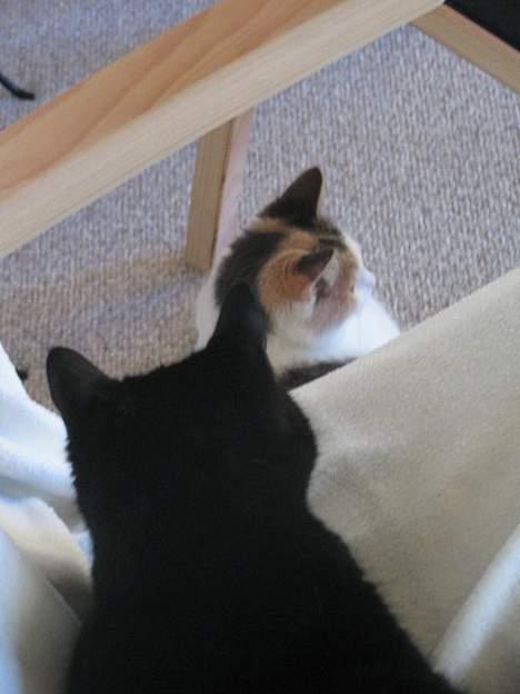 Huskat Samba  - Hendes speciale er bagholdsangreb :) billede 9