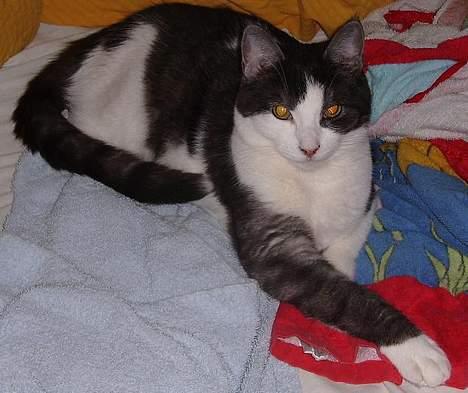 Huskat Hannibal billede 9