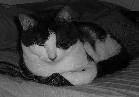 Huskat Hannibal billede 10