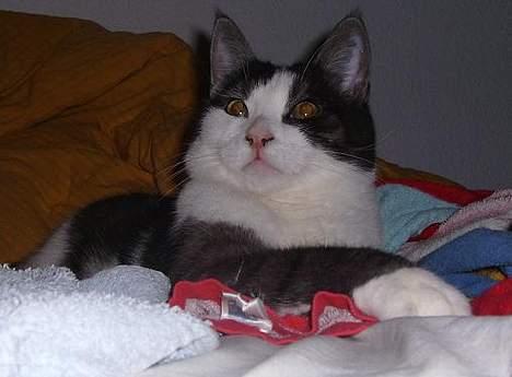 Huskat Hannibal billede 11