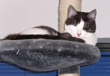 Huskat Hannibal billede 13