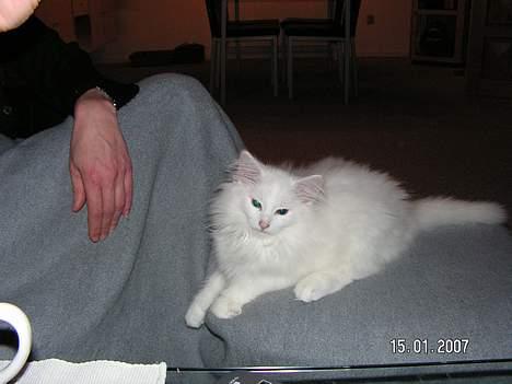 Norsk Skovkat Charla cats Toulouse,Ozzy billede 10