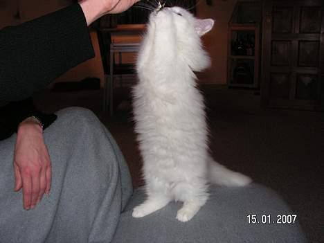 Norsk Skovkat Charla cats Toulouse,Ozzy billede 11