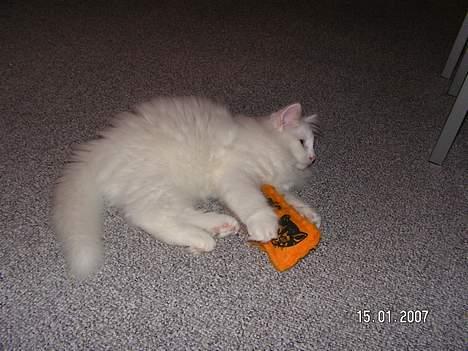 Norsk Skovkat Charla cats Toulouse,Ozzy billede 12