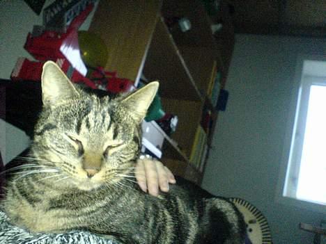 Huskat Trunte - ligger lige og feder den billede 1