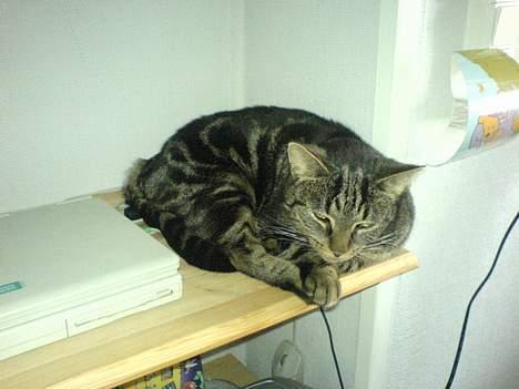 Huskat Trunte - jeps elsker at sove billede 2