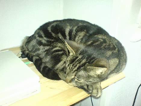 Huskat Trunte - sover lige lidt mere billede 3