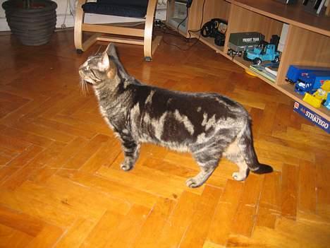 Huskat Trunte - kigger lige lidt billede 4