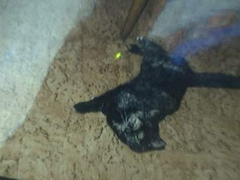 Huskat Mismisen †  billede 1