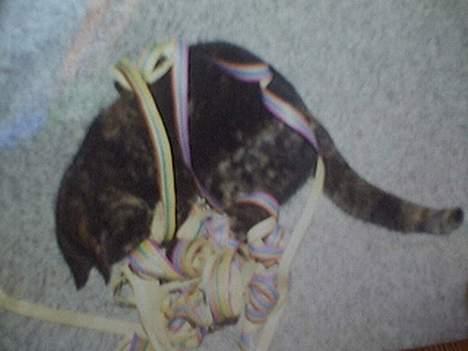 Huskat Mismisen †  billede 4