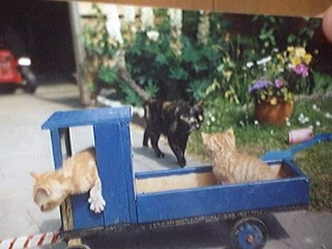 Huskat Mismisen †  billede 7