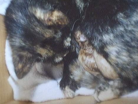 Huskat Mismisen †  billede 8