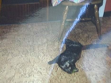 Huskat Mismisen †  billede 9