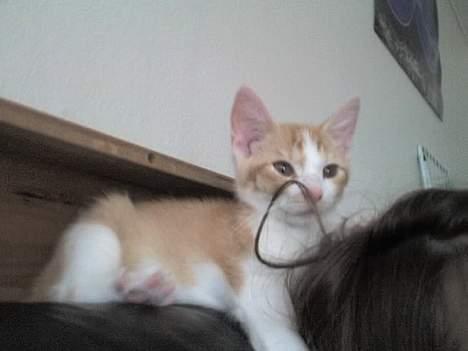 Huskat Nano - Jeg leger lige med dit hår mor! Her er jeg jeg 3 måneder gammel. billede 13