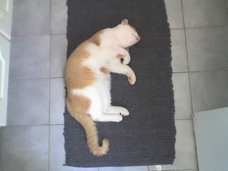 Huskat Nano - Arh! Varme i gulvet! Her er jeg 6 måneder gammel. billede 14