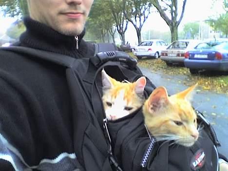 Huskat Nitro - Vi var løbet væk, og kunne ikke finde hjem igen, så far måtte hente os i hans skoletaske. Her er vi 5 måneder gamle. billede 12