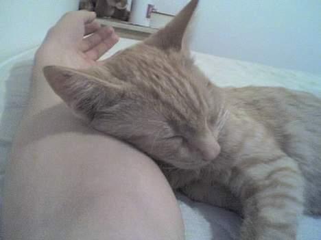 Huskat Nitro - Ligger lige og putte i fars arm. Her er jeg 5 måneder gammel. billede 13