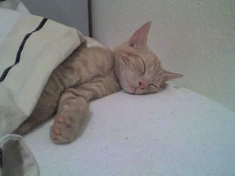 Huskat Nitro - Det er bare livet, når far putter mig under dynen! Her er jeg 3 måneder gammel. billede 15