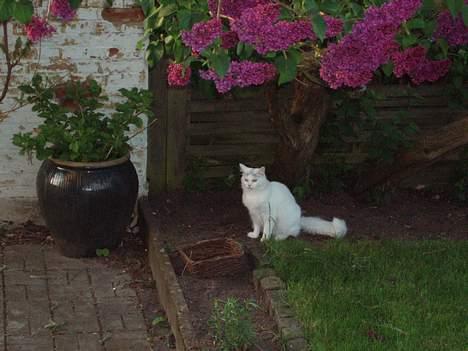 Maine Coon Al - Blosmterne dufter (: Al i haven.. Hehe billede 3