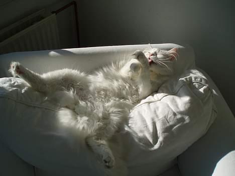 Maine Coon Al - Der er ingen som ham.. billede 4