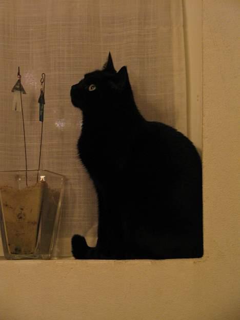 Huskat Samba  billede 10