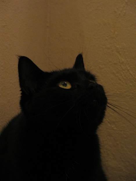 Huskat Samba  billede 11