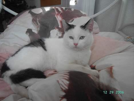 Huskat Plet mis billede 13