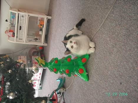 Huskat Plet mis billede 14