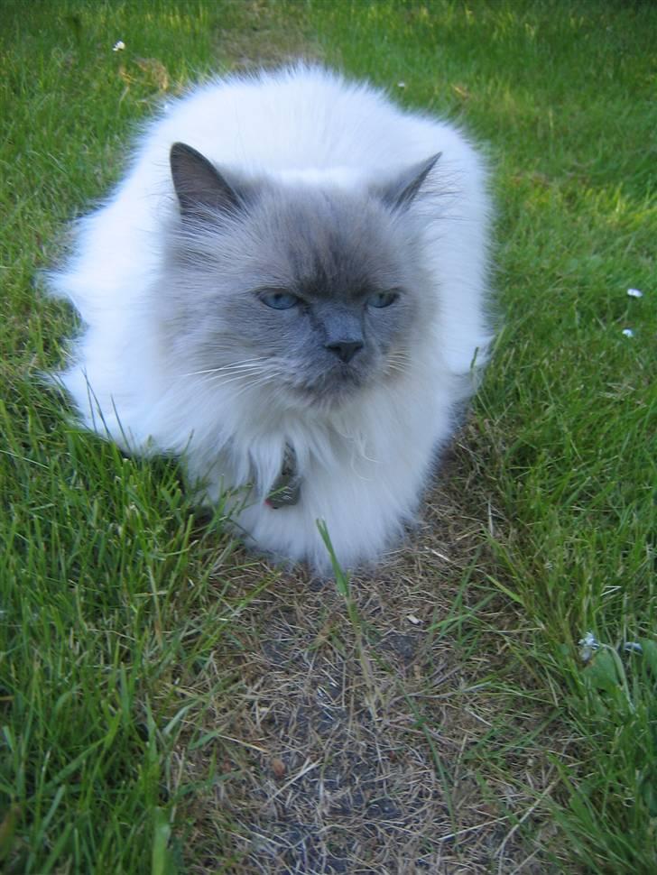 Blanding af racer Gismo - Ser jeg bare ligeglad ud eller? billede 2